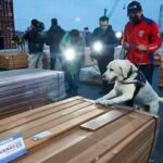 Chile asegura que madera boliviana incautada dio positivo a droga y rechaza pedido de disculpa