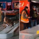 Santa Cruz: secuestran cargamento de madera en Viru Viru tras resultados químicos contradictorios