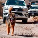 De la calle al uniforme: La historia de “Rex”, el perrito que se convirtió en el “Comandante” de la Policía