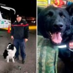 ¡Milagro en la nieve! ‘Iron’ y ‘Locky’ hallan con vida a una anciana que estaba desaparecida