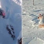 Potosí: nevada causa la muerte de camélidos en Sud Chichas