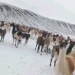 Intensas nevadas en Potosí y Oruro amenazan al ganado camélido en 12 municipios
