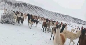 LLAMAS