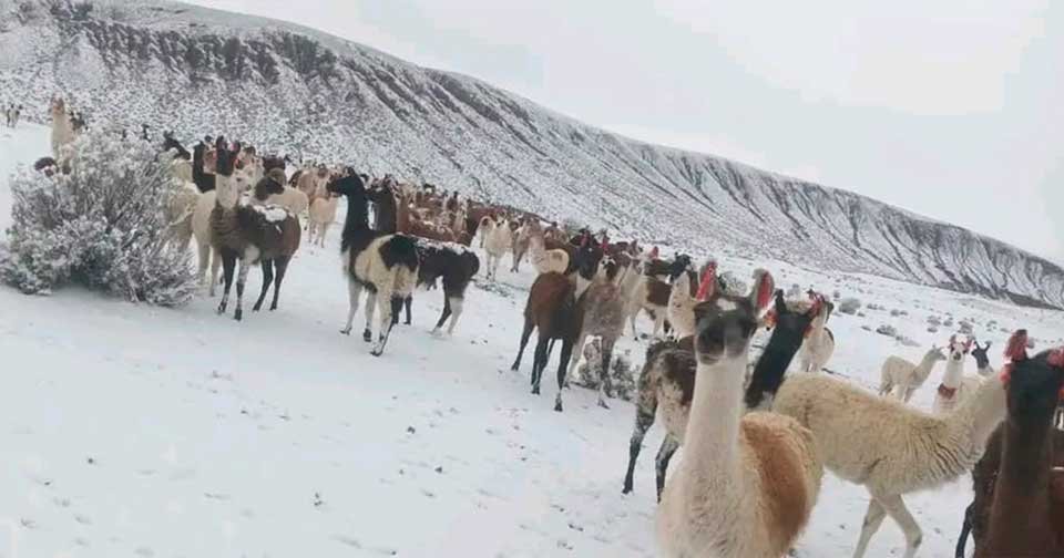LLAMAS