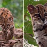 Bolivia en los ojos del mundo: descubren una nueva especie de gato salvaje tras más de un siglo