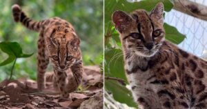 LEOPARDUS-TILCAYO