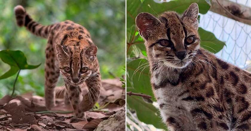 LEOPARDUS-TILCAYO