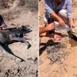 Pasorapa se declara en desastre por sequía extrema: reportan 2.000 reses muertas y riesgo sanitario